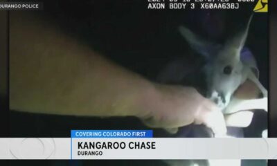 Durango Police Chasing Kangaroo