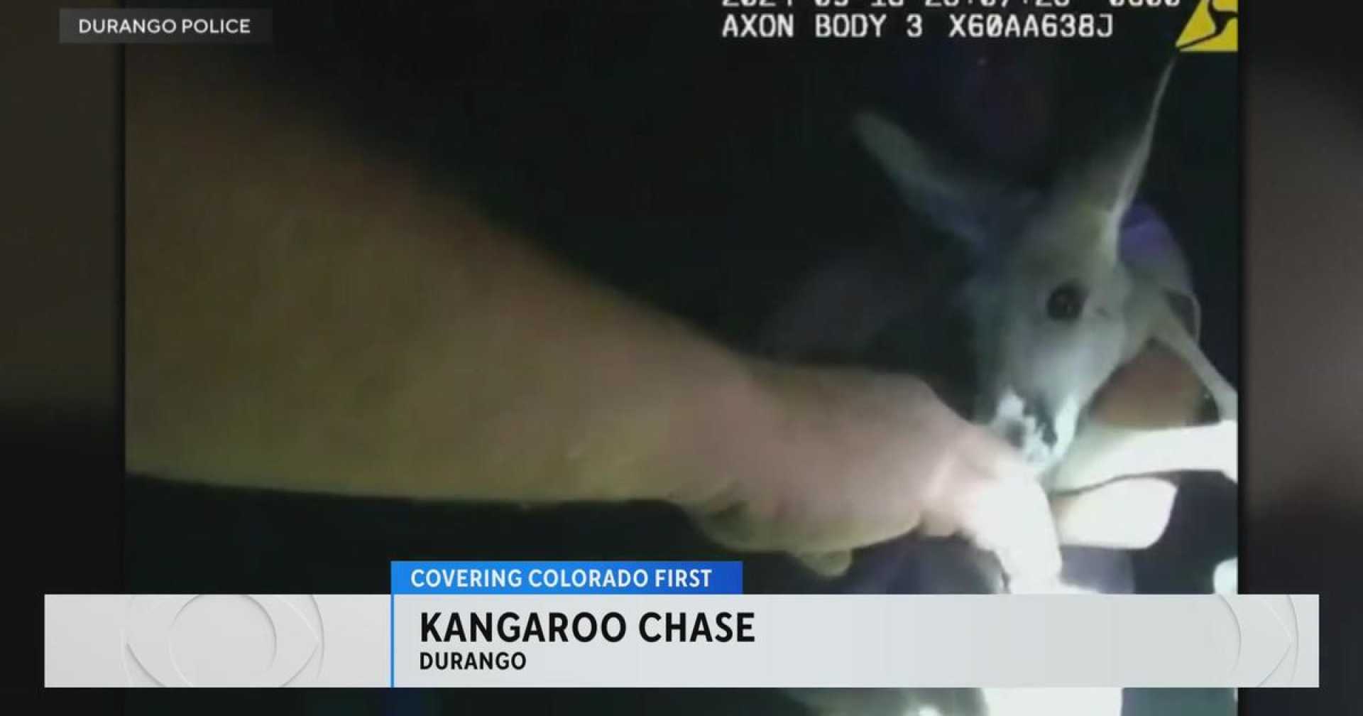 Durango Police Chasing Kangaroo