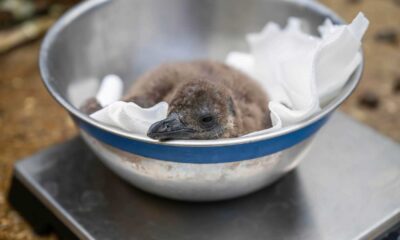 Hertfordshire Zoo Penguin Chicks