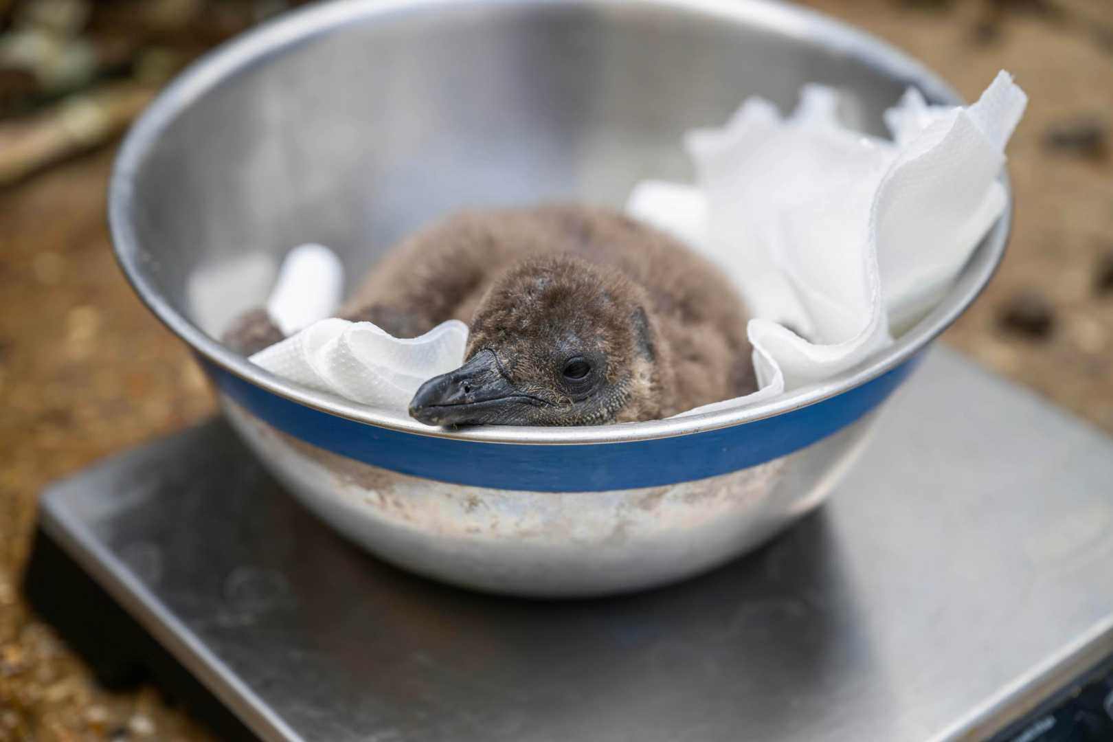 Hertfordshire Zoo Penguin Chicks