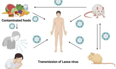 Lassa Fever Virus Transmission