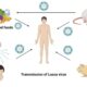 Lassa Fever Virus Transmission