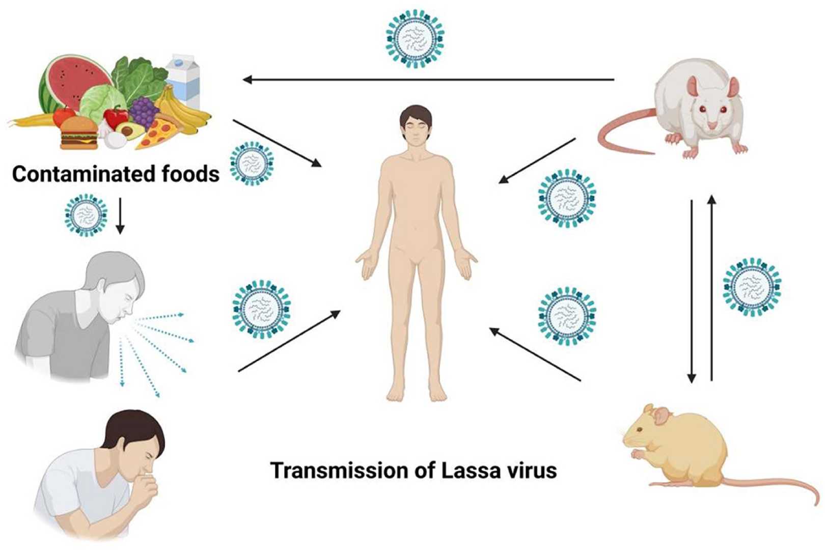 Lassa Fever Virus Transmission