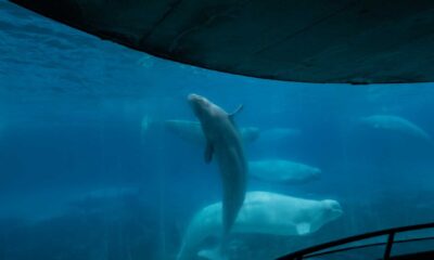 Marineland Ontario Whales