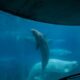 Marineland Ontario Whales