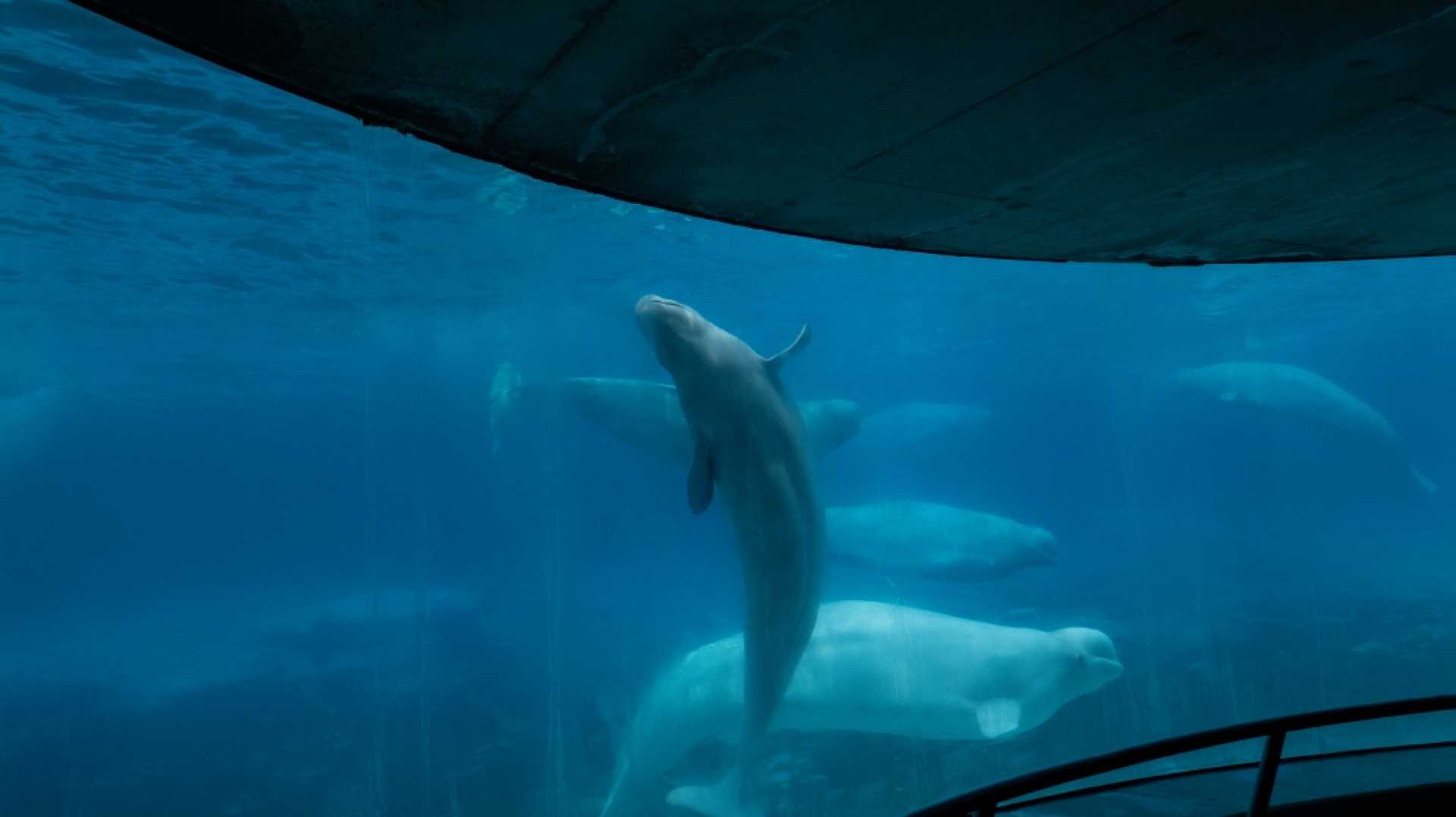 Marineland Ontario Whales