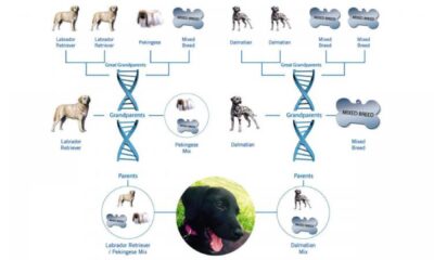 Mars Pet Parent Study