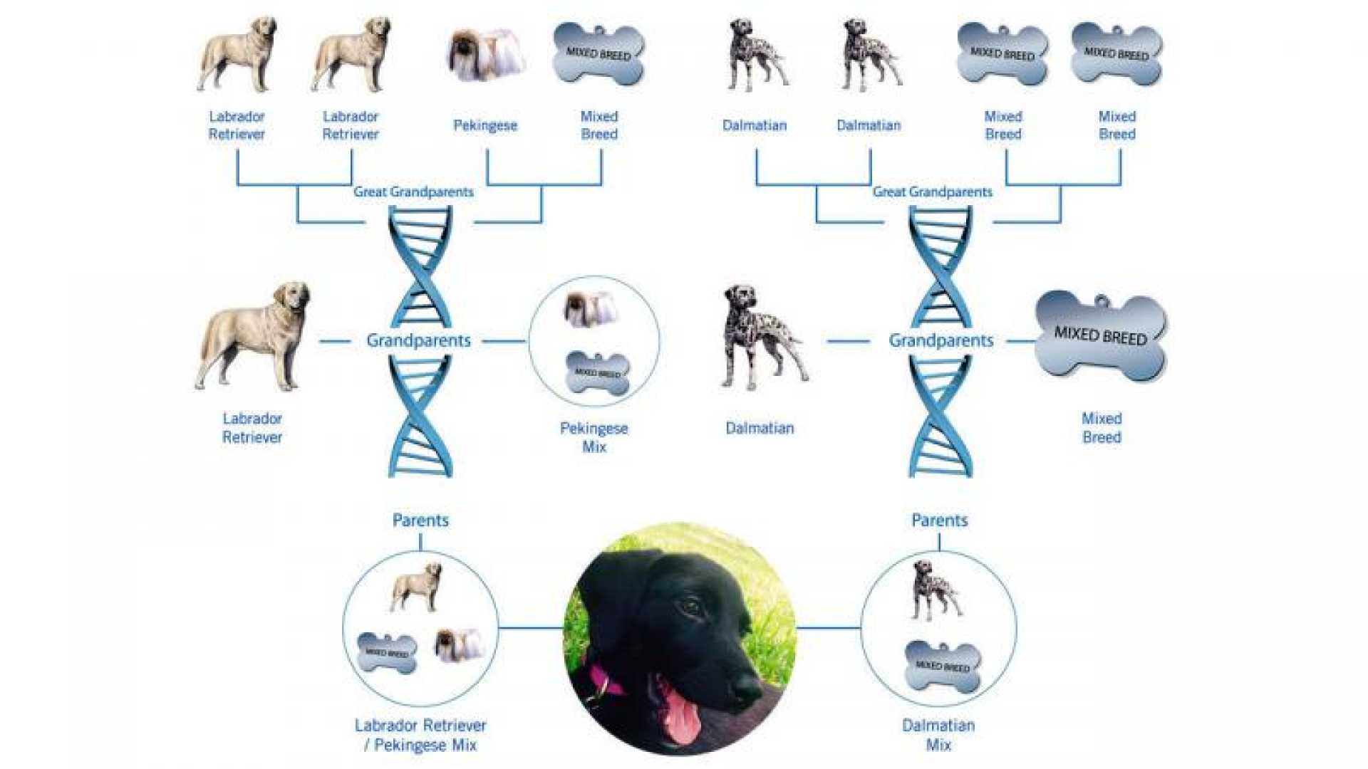 Mars Pet Parent Study