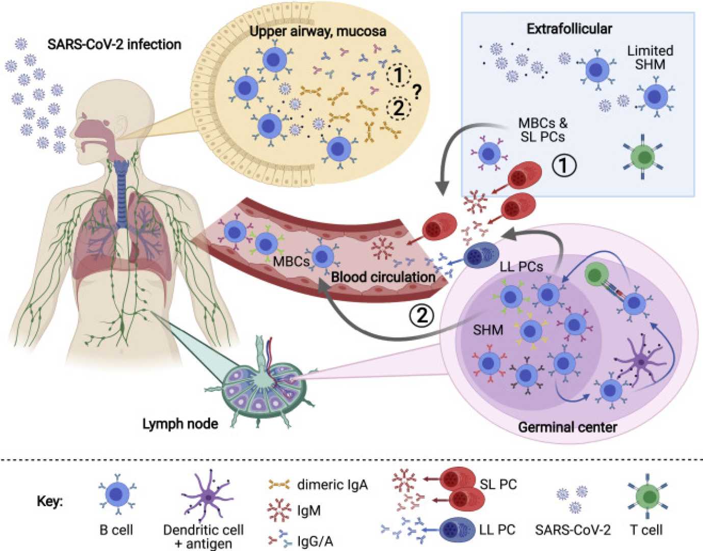 Mucosal Vaccine Covid 19