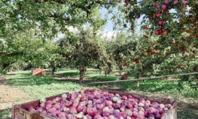 Okanagan Farm Market