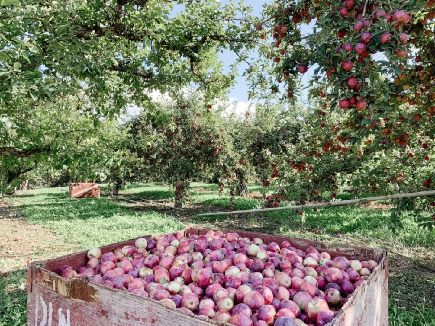 Okanagan Farm Market