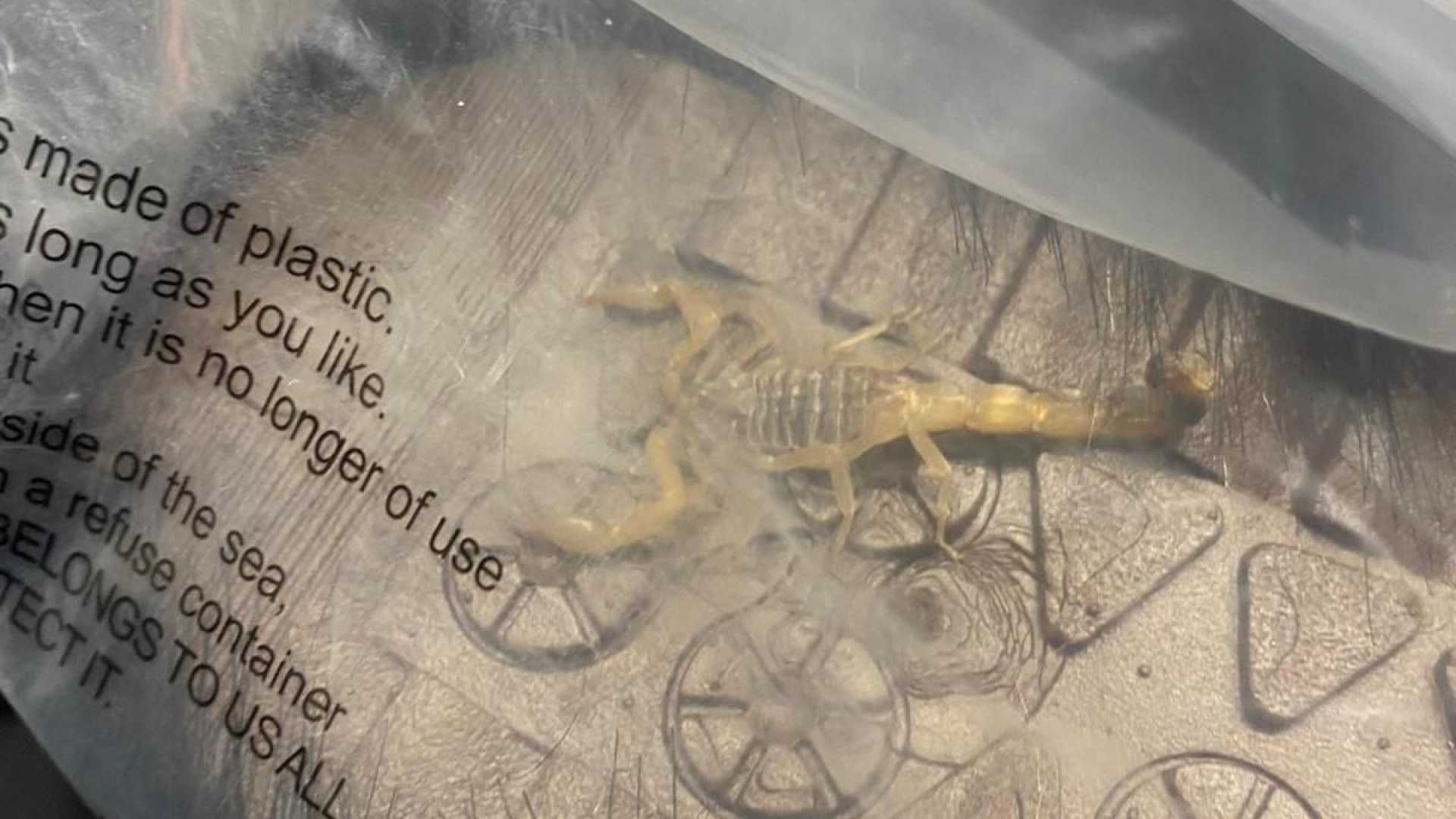 Scorpion In Shein Package