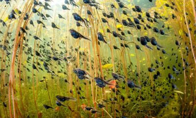 Shane Gross Toad Tadpoles Cedar Lake