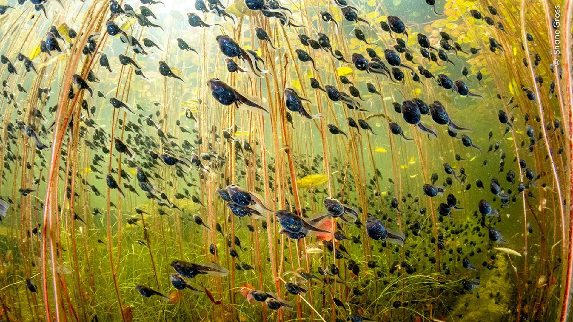 Shane Gross Toad Tadpoles Cedar Lake