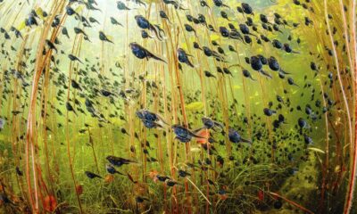 Shane Gross Western Toad Tadpoles Wildlife Photographer Of The Year