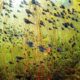 Shane Gross Western Toad Tadpoles Wildlife Photographer Of The Year