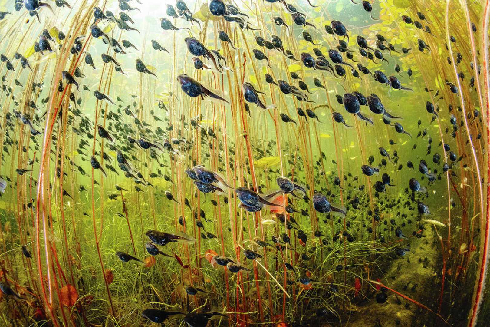 Shane Gross Western Toad Tadpoles Wildlife Photographer Of The Year