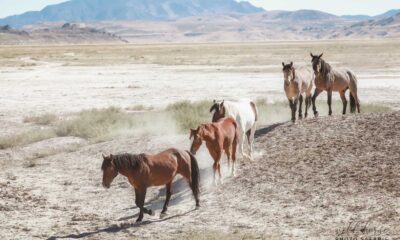 Slow Horses Apple Tv+