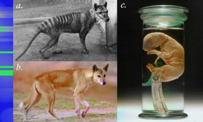 Tasmanian Tiger De Extinction Research