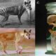 Tasmanian Tiger De Extinction Research