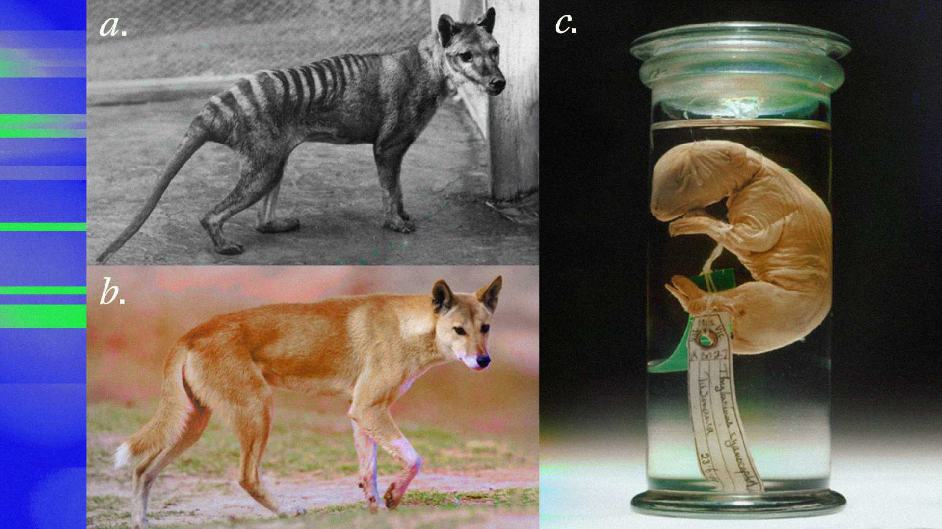 Tasmanian Tiger De Extinction Research