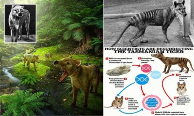 Tasmanian Tiger Dna Genome Research