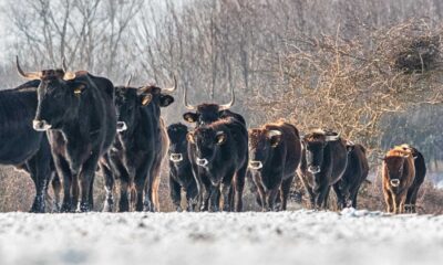 Tauros Cattle Scotland Rewilding