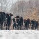 Tauros Cattle Scotland Rewilding