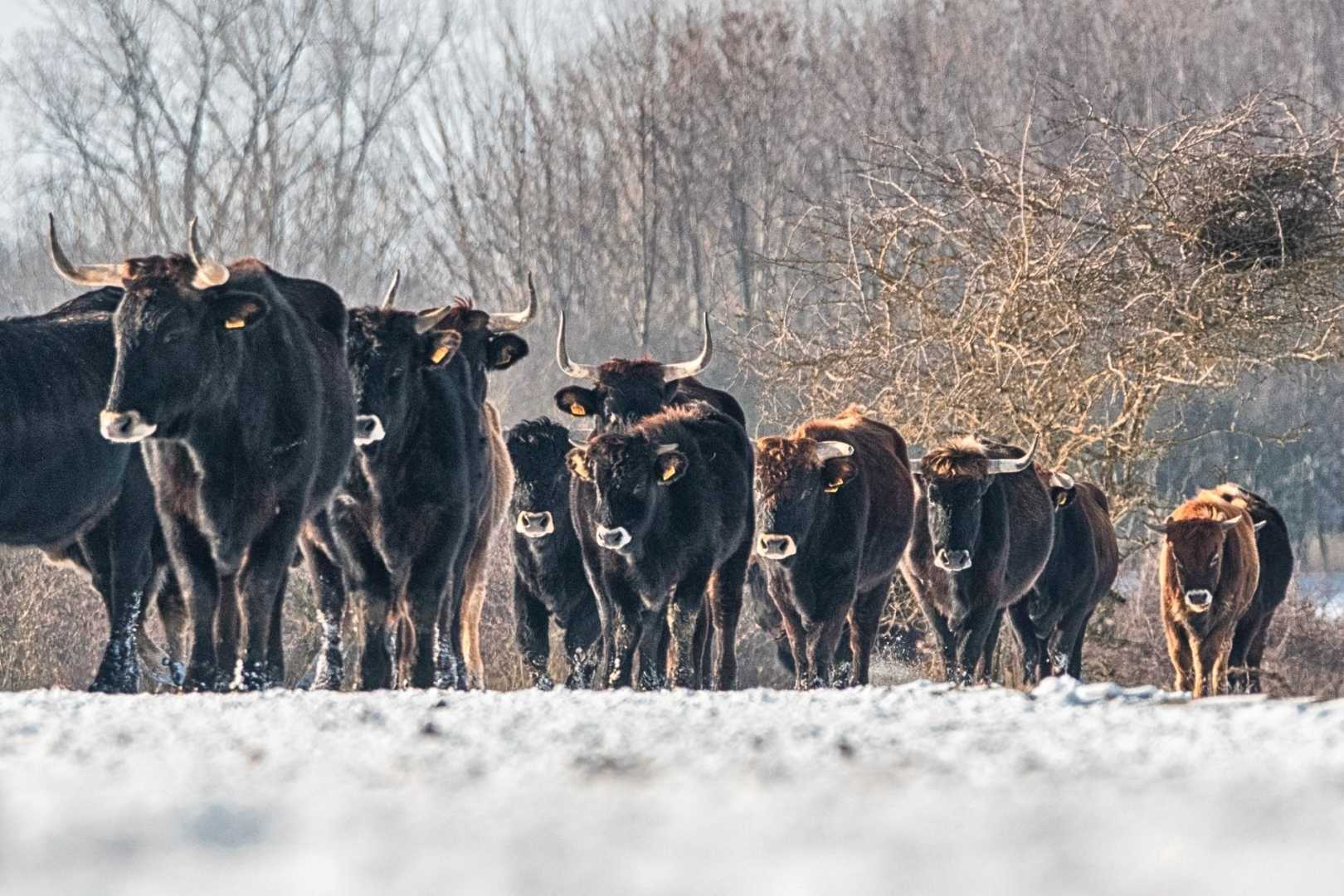 Tauros Cattle Scotland Rewilding