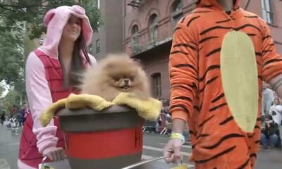 Tompkins Square Halloween Dog Parade 2024