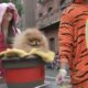 Tompkins Square Halloween Dog Parade 2024