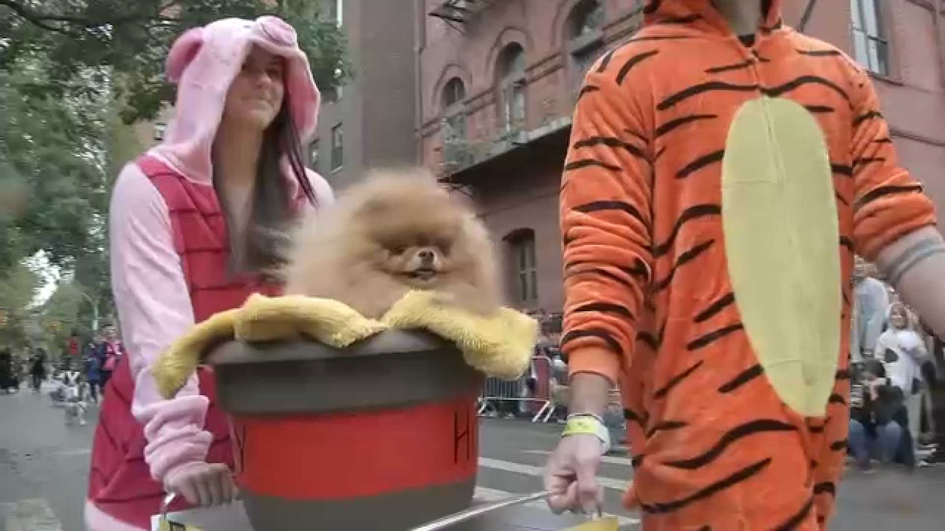 Tompkins Square Halloween Dog Parade 2024