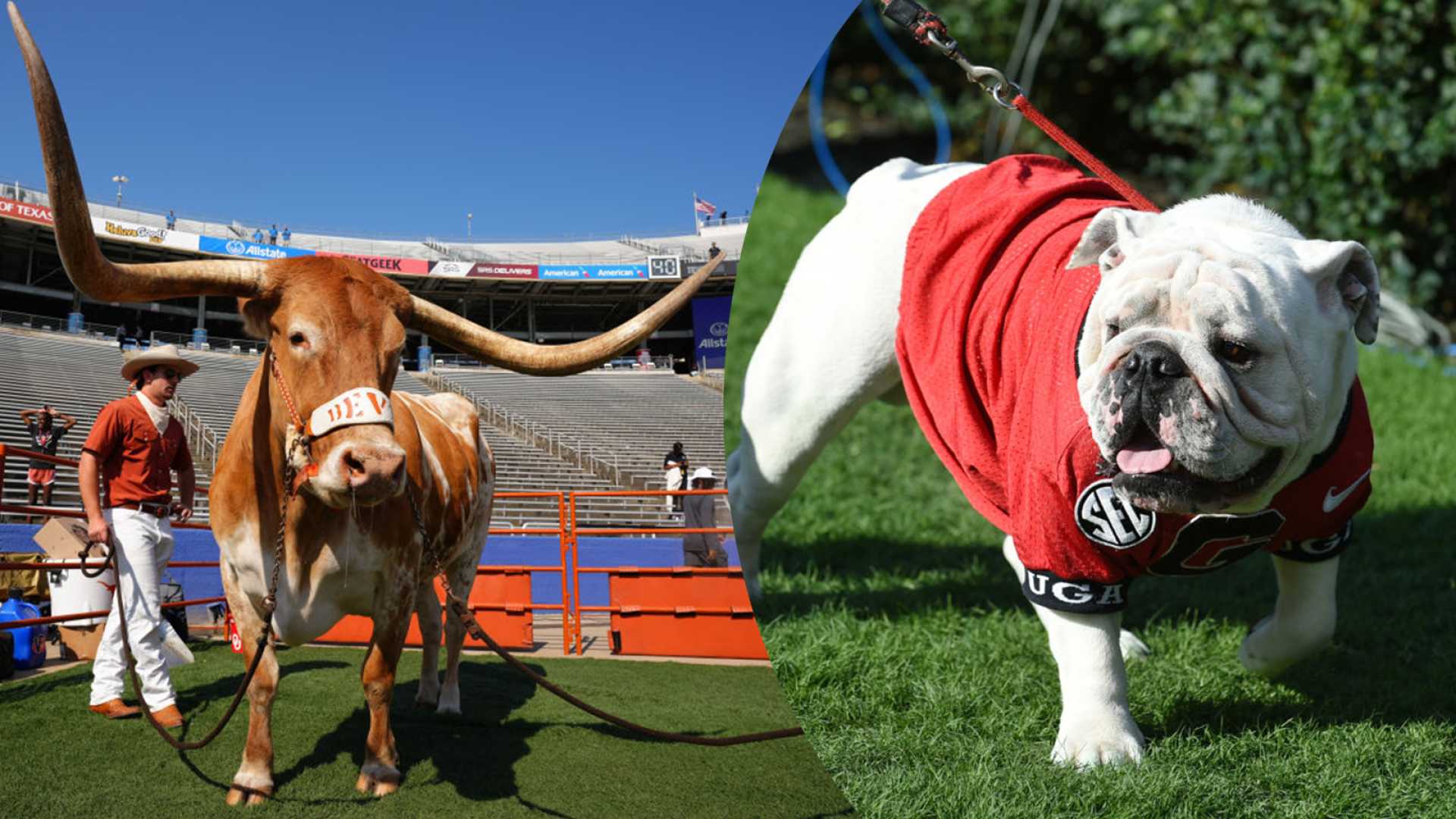 Uga Xi Georgia Mascot