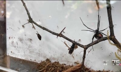 Western Black Widow Spider Nebraska