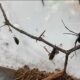 Western Black Widow Spider Nebraska