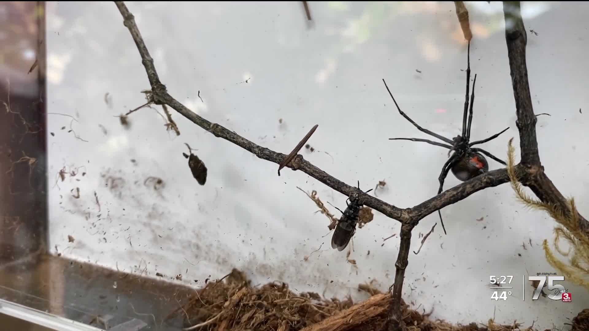 Western Black Widow Spider Nebraska