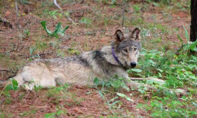 Wolf Sighting California Lake Tahoe