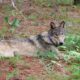 Wolf Sighting California Lake Tahoe