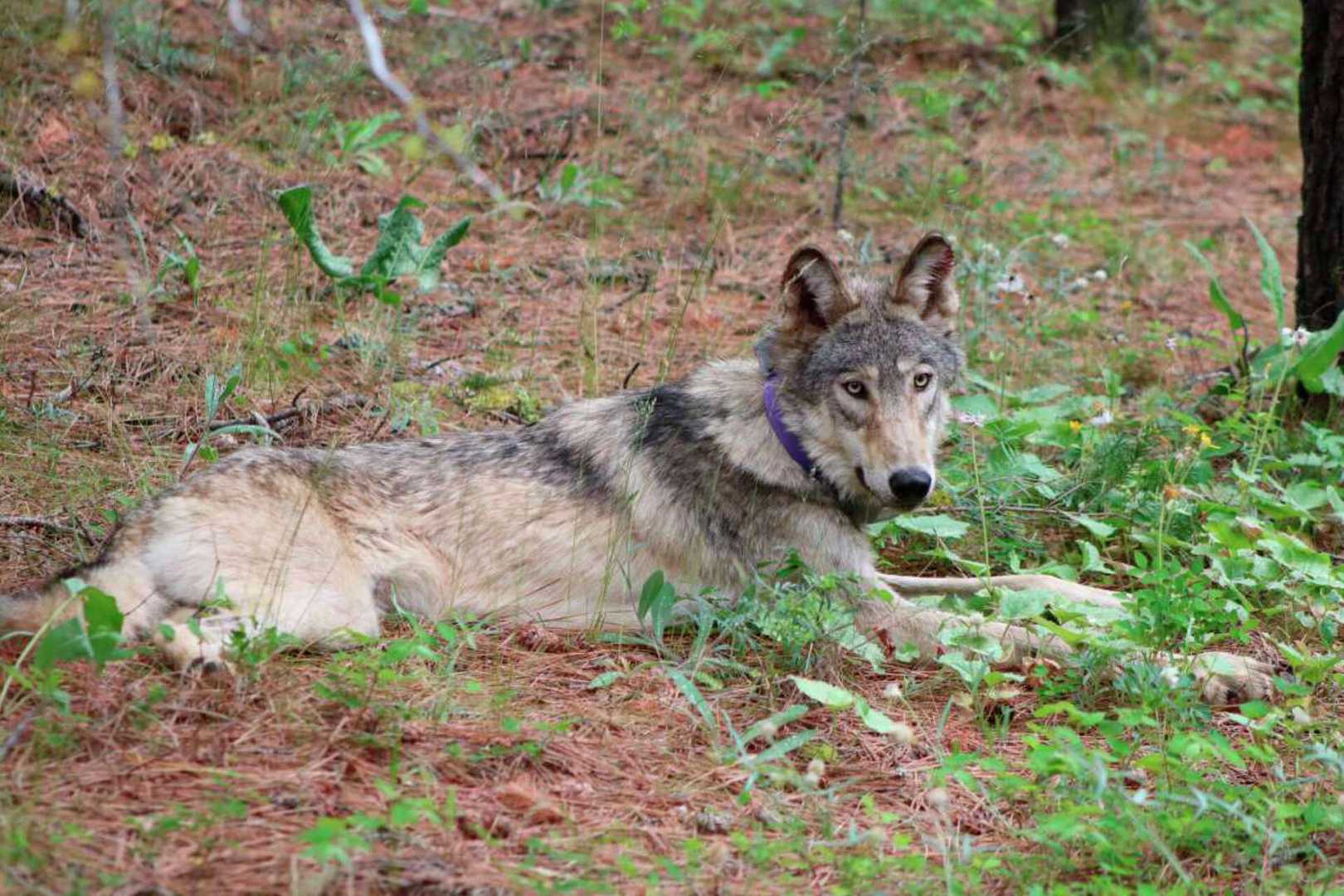 Wolf Sighting California Lake Tahoe