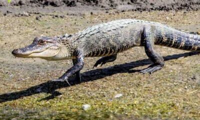 Alligator Captured Off Tybee Island