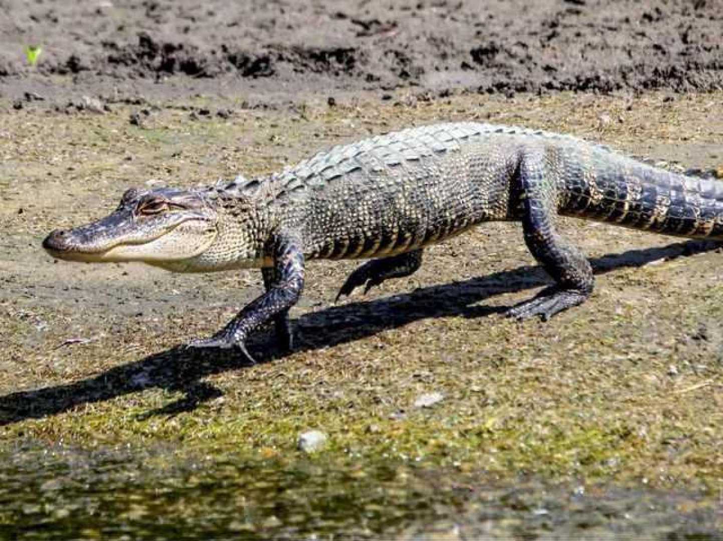 Alligator Captured Off Tybee Island