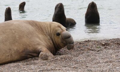 Avian Influenza Outbreak Elephant Seals Canada