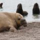 Avian Influenza Outbreak Elephant Seals Canada