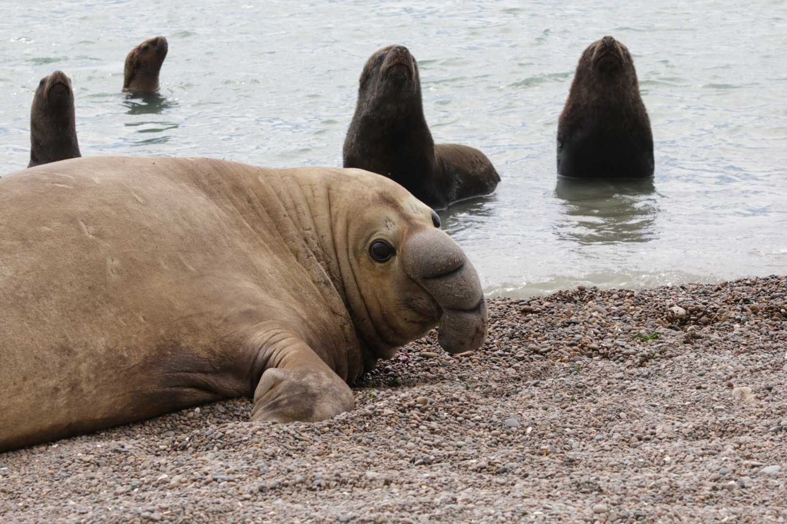 Avian Influenza Outbreak Elephant Seals Canada