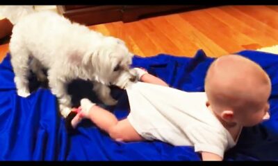 Baby Playing With Dog Viral Videos