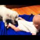 Baby Playing With Dog Viral Videos