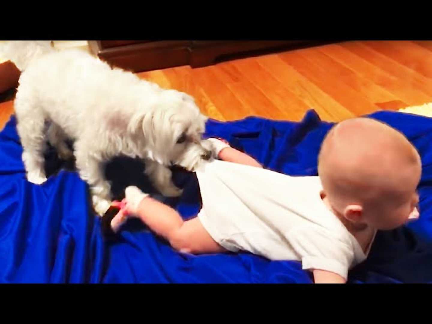 Baby Playing With Dog Viral Videos