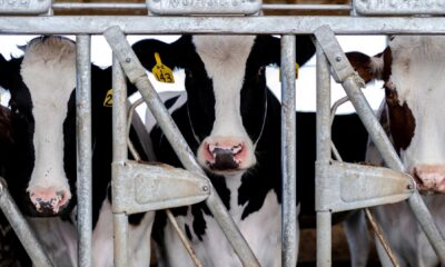 Bird Flu Outbreak In Pigs And Cattle