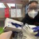 California Farmworkers Wearing Masks And Gloves For Bird Flu Protection