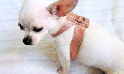 Chihuahua Wearing A Harness